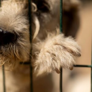 bir imzayla 60 bin kopek sehir disina atilacak dt3splvU