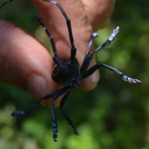 trabzonun drakulasi alarma gecirdi kLh1jkJa