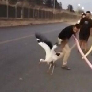 yarali leylek duyarli vatandaslarca kurtarildi xA6iUDhQ