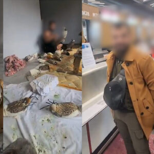 yirtici kuslari yakalayip sardi havaalanindan mi kacirdi yakalandi 3zbvGL13