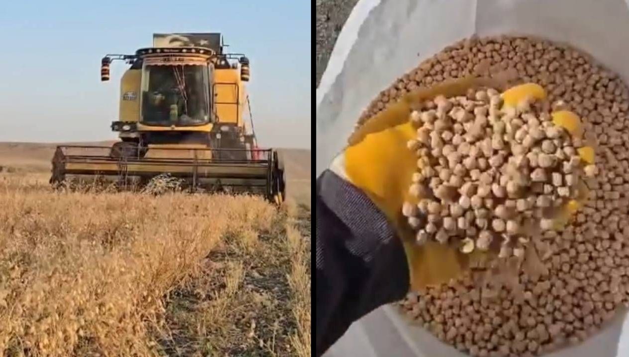 karsta nohut hasadi basladi dekar basina 100 150 kilo verim aRlYnLqf