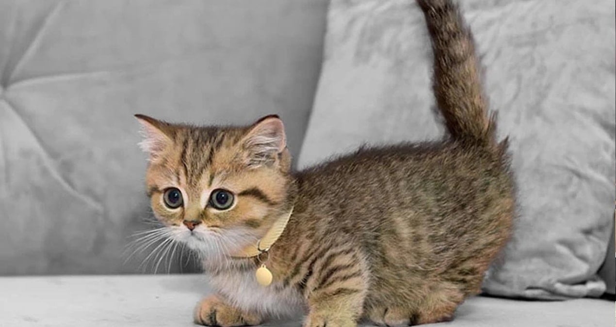 mardinde tuvalet deligine sikisan yavru kedi kurtarildi aXlK7BFh