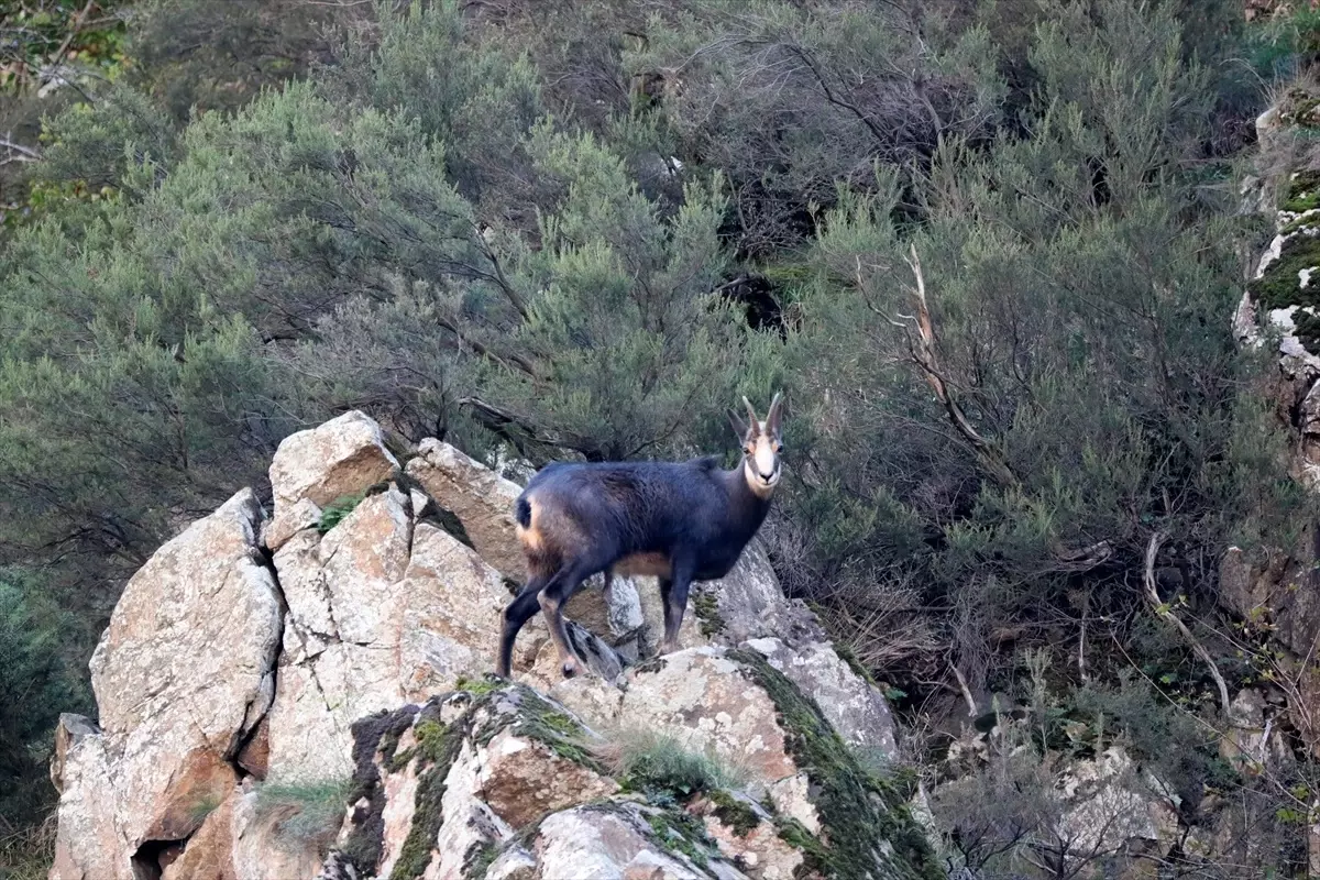 cengel boynuzlu dag kecileri goruntulendi 77qkbYgU.jpg