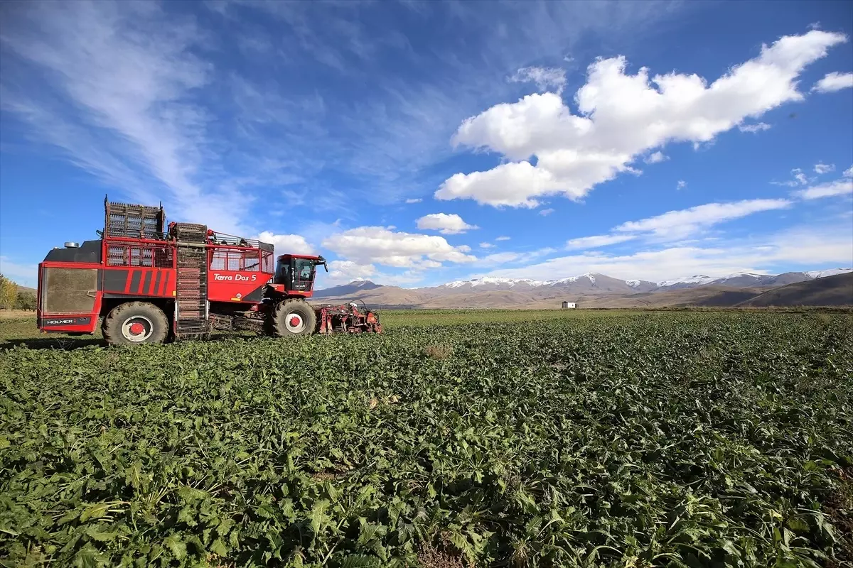 erzurumda seker pancari ekim alani yuzde 40 artis gosterdi aU7bVWUK.jpg