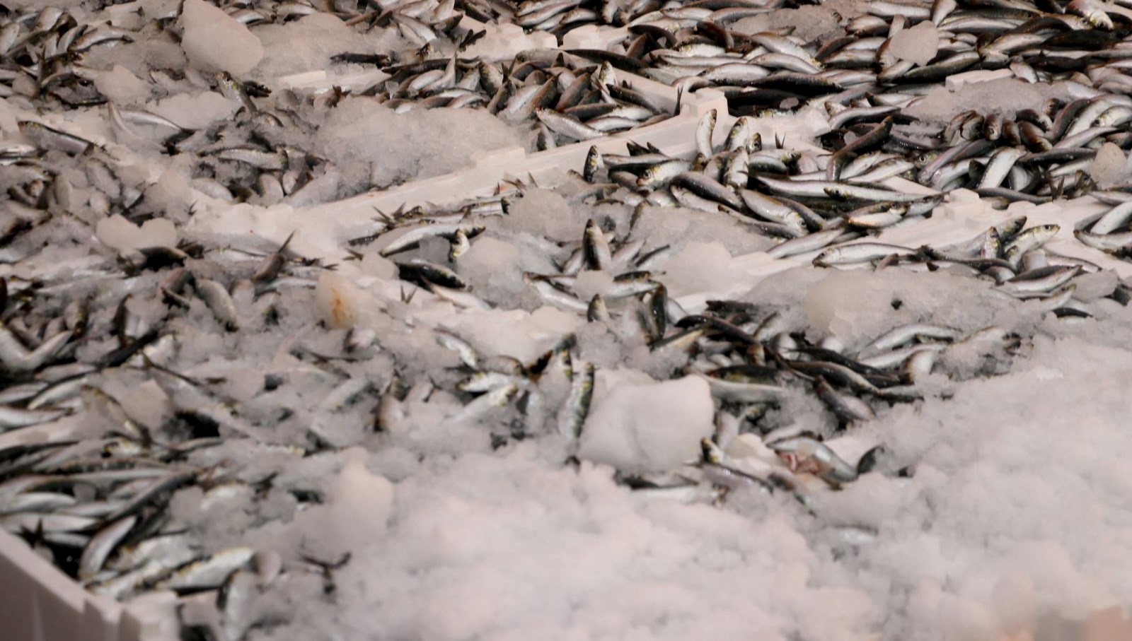 hamsi ve sardalya bollugu balikcilarin yuzunu guldurdu KH599xc7.jpg